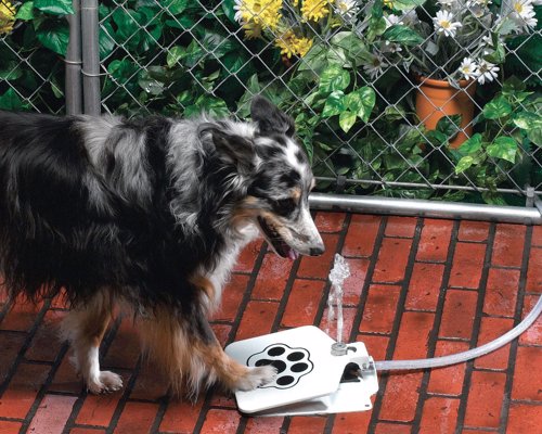 Doggie Water Fountain - Provide a continuous flow of drinking water to your dog even when you are busy