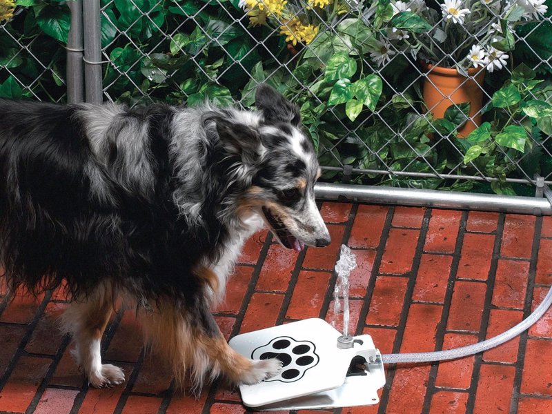 Doggie Water Fountain - Provide a continuous flow of drinking water to your dog even when you are busy 