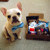 Bark Box Dog Goodie Box