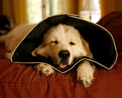 The Comfy Cone - A more comfortable veterinary  cone for your pet while they're healing