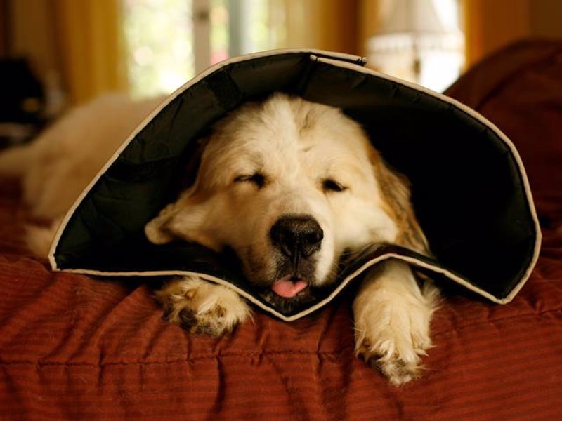 The Comfy Cone - A more comfortable veterinary  cone for your pet while they're healing