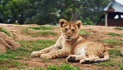 Animals