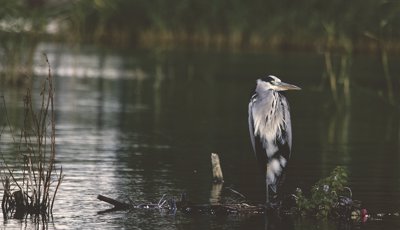 Bird Watching