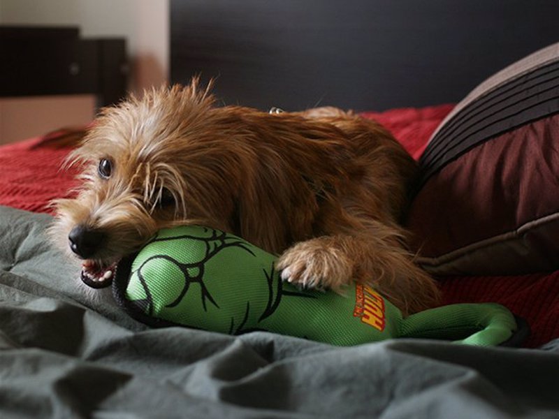 Hulk Fist Dog Pull Toy - Get ready for a superhero tug of war