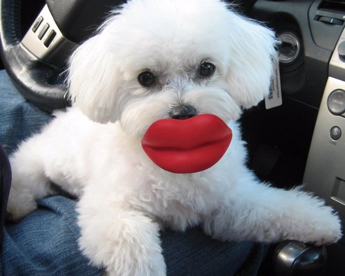 Dog Lips Rubber Toy - A pair of over-sized red lips attached to a ball will bring a smile to faces in the park as your pooch runs around with it