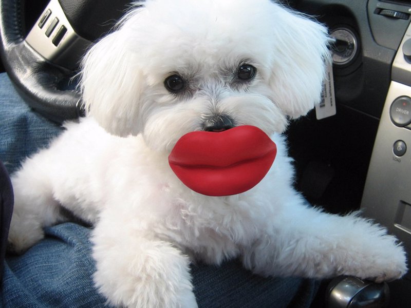 Dog Lips Rubber Toy - A pair of over-sized red lips attached to a ball will bring a smile to faces in the park as your pooch runs around with it