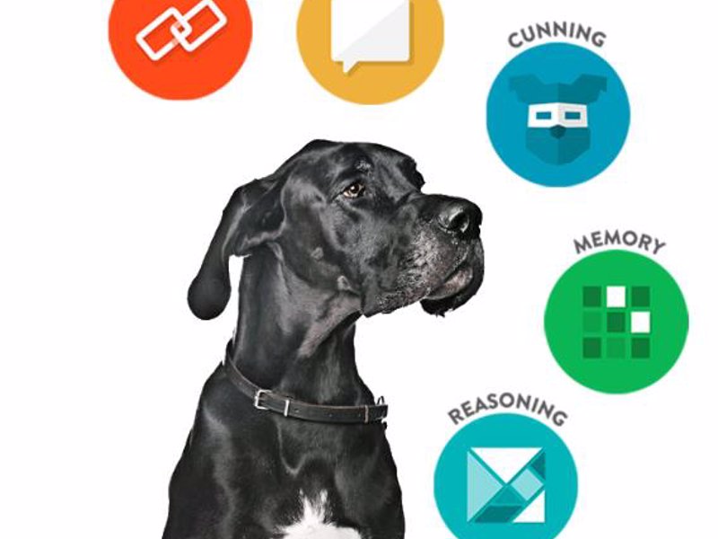 Find the Genius in Your Dog with Dognition - Fun, science-based games to help reveal how your dog sees the world