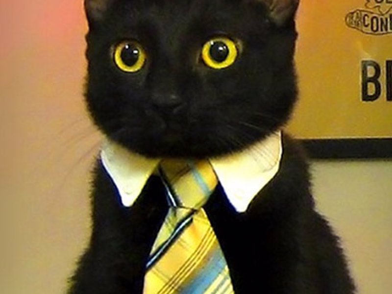 Cat or Dog Business Tie - Make sure Mr. Fluffums is always looking purrrfectly professional with the business cat tie.