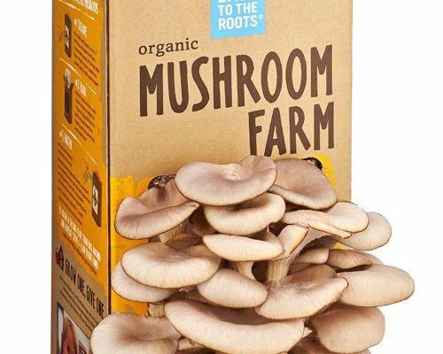 Mushroom Growing Kits - Grow your own mushrooms at home