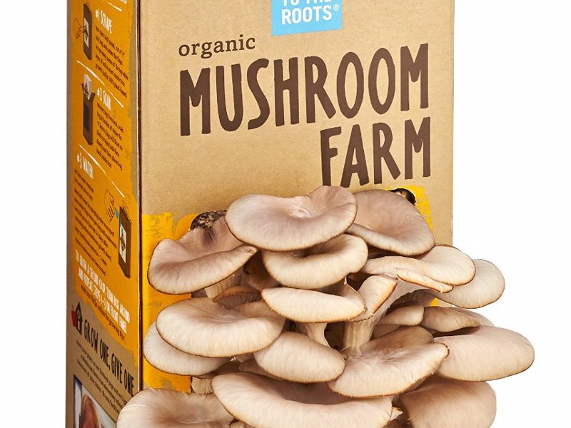 Organic Mushroom Farm - Grow your own mushrooms at home