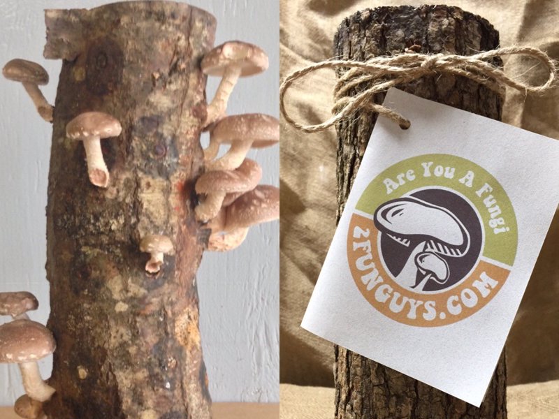 Shiitake Mushroom Log - Grow your own mushrooms at home