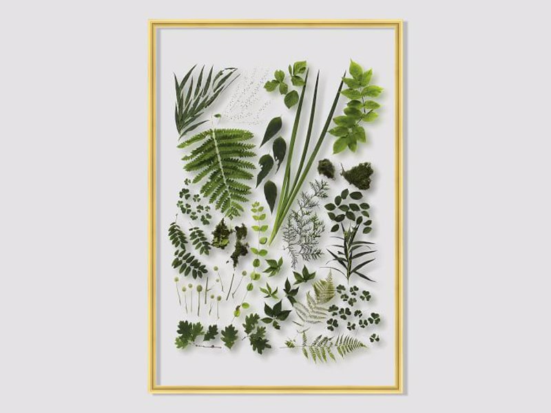 Spring Botanicals Acrylic Wall Art - Stunning botanical photographs printed on acrylic make a stunning wall piece