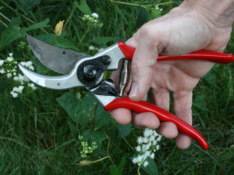 Felco Hand Pruner - The global standard for hand pruners