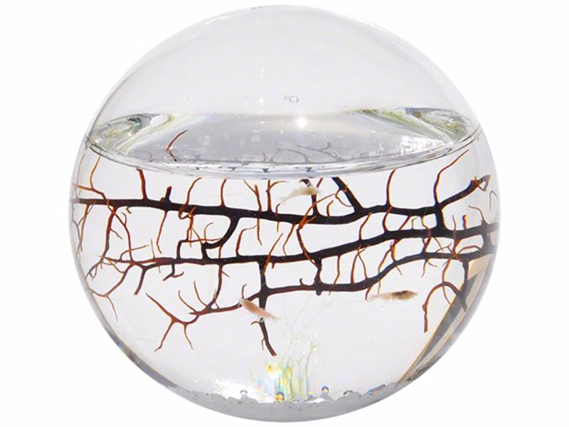 Self Contained EcoSphere - An entire self sustaining aquatic ecosystem in an enclosed sphere